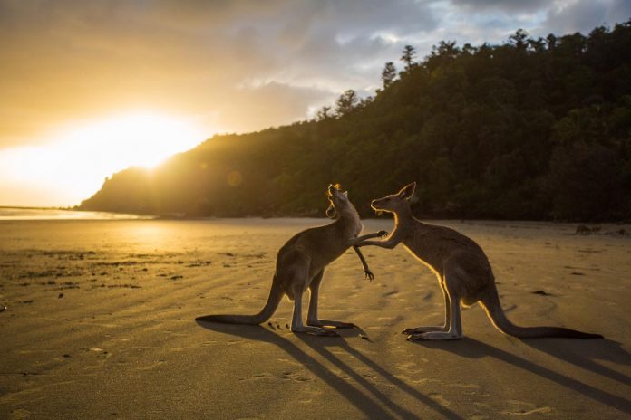 Kangaroos in Cape Hillsborough National Park, Cape Hillsborough, Australia