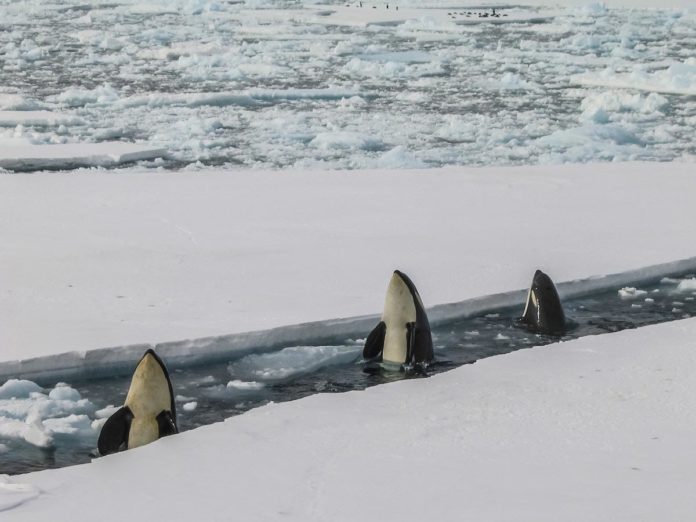 McMurdo Station, Antarctica