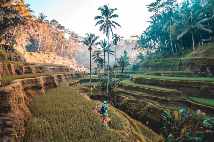 Ricefields tegallang, Indonesia