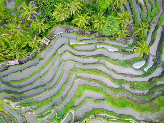 Tegallalang Rice Terrace, Indonesia