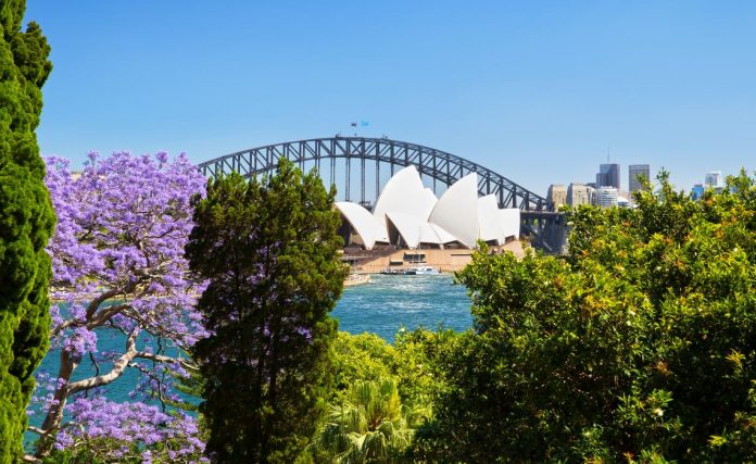 Jacarandas in Spring bloom, Royal Botanic Garden, Sydney