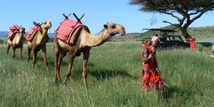 kenia safari