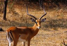 What to Visit in Africa – Uganda (Part II) places to visit in january - africa