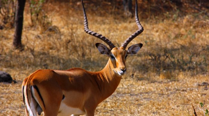 places to visit in january - africa