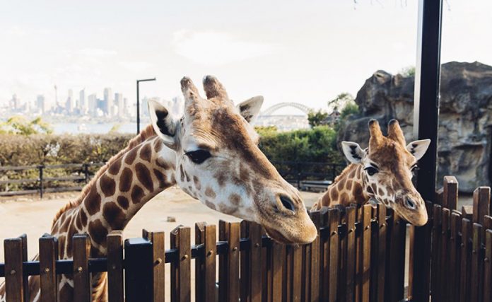 North Sydney zoo