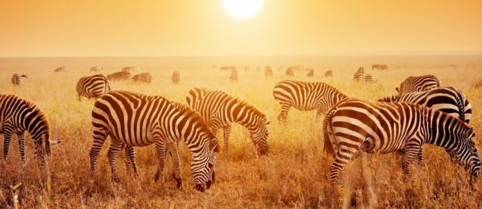 serengeti-national-park