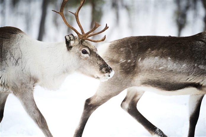 finland