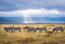 Travel Guide to Tanzania tanzania, africa