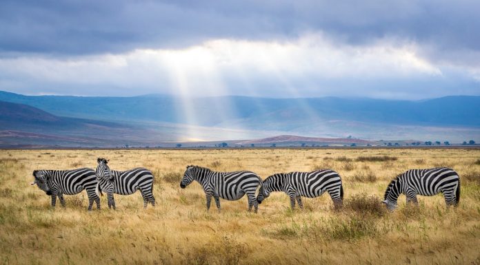 tanzania, africa