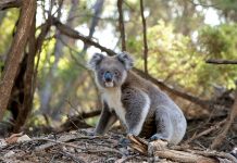 How Can We Help Australia and Its Koalas in Danger koala in danger, Australia