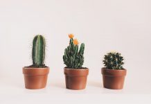 Houseplants that Will Enlighten Your Stay-at-Home Moments houseplants - cactus