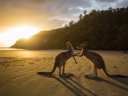 Kangaroos in Cape Hillsborough National Park, Cape Hillsborough, Australia.jpg