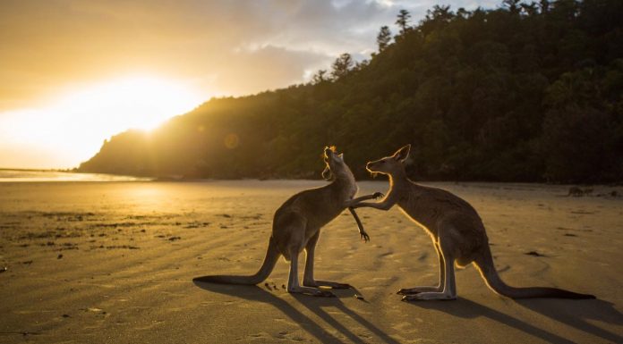 Kangaroos in Cape Hillsborough National Park, Cape Hillsborough, Australia.jpg
