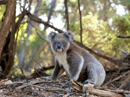 koala in danger, Australia