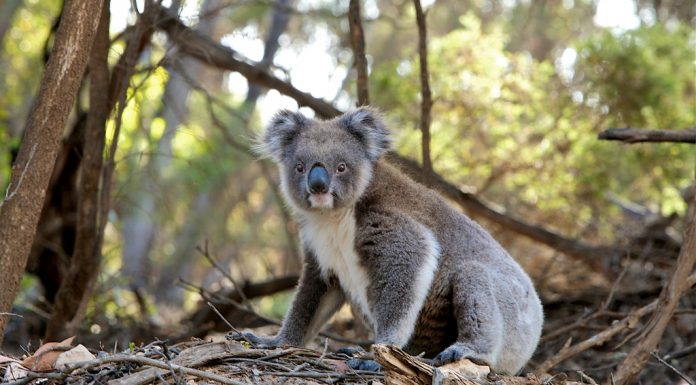 koala in danger, Australia