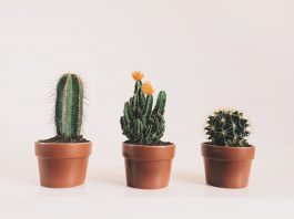 houseplants - cactus