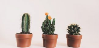 houseplants - cactus